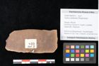 Foto (Objekt + Etikett) von Quercus palaeoilex Ettingshausen (NHMW-GEO-2024-0188-0810)